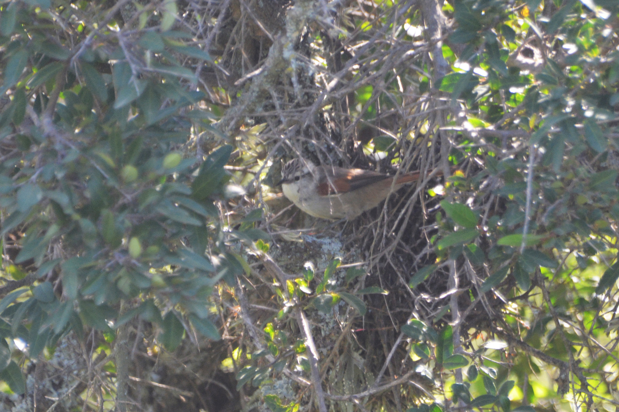 Stripe-crowned Spinetail (Cranioleuca pyrrhophia), photo 5