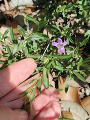 Dyschoriste linearis, photograph (c) jamie bee, some rights reserved (CC BY)