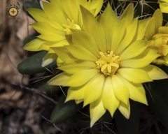 Mammillaria longimamma