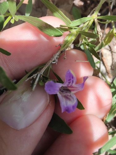 Dyschoriste linearis, photograph 3