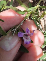 Dyschoriste linearis, photograph (c) jamie bee, some rights reserved (CC BY)