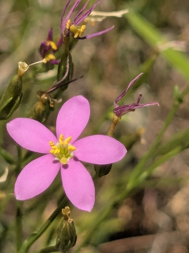 Arizona centaury