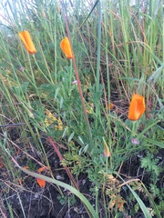 Eschscholzia californica