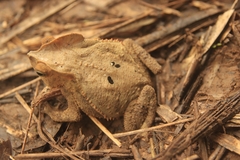 Rhinella dapsilis