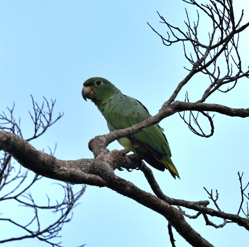 Mealy Amazon