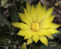 Mammillaria longimamma