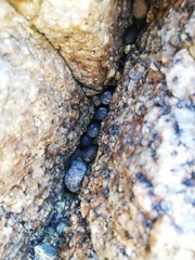 Nerita scabricosta