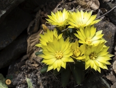 Mammillaria longimamma