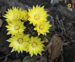 Mammillaria longimamma