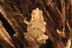 Rhinella dapsilis
