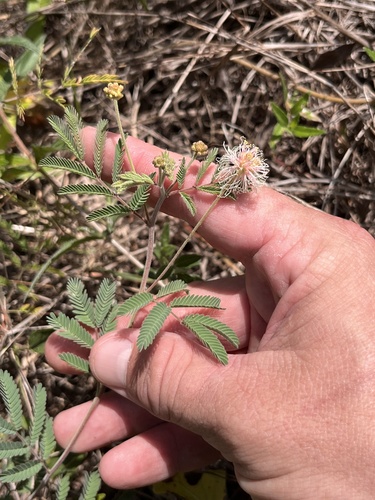 Desmanthus velutinus, photograph 3