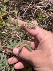 Desmanthus velutinus, photograph (c) Cody Stricker, some rights reserved (CC BY)