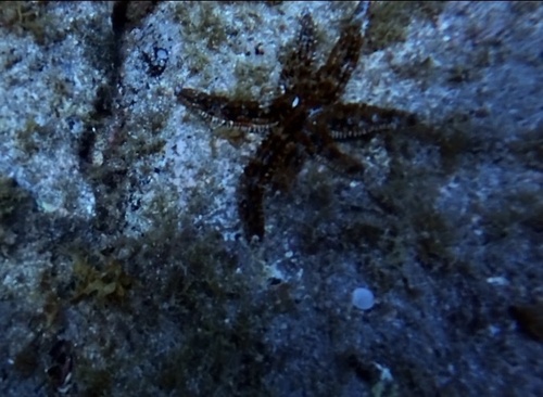 White Sea Star