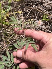 Desmanthus velutinus, photograph (c) Cody Stricker, some rights reserved (CC BY)