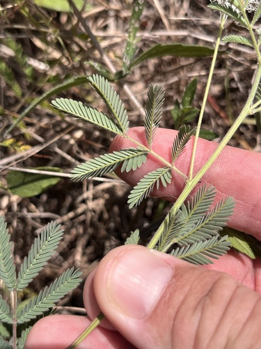 Desmanthus velutinus, photograph 5