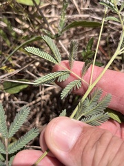 Desmanthus velutinus, photograph (c) Cody Stricker, some rights reserved (CC BY)