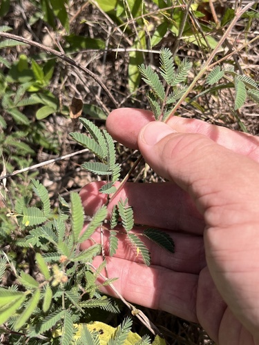 Desmanthus velutinus, photograph 6
