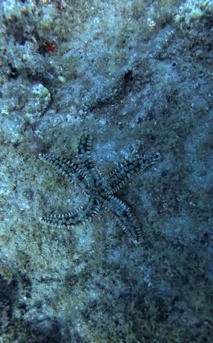 Spiny Starfish