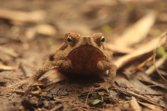 Rhinella dapsilis