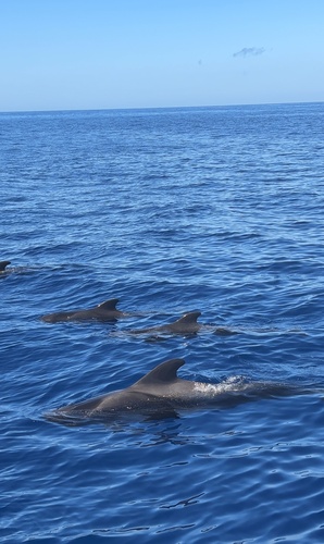 Short-finned Pilot Whale