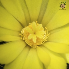 Mammillaria longimamma