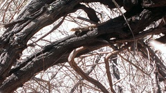 Urosaurus graciosus