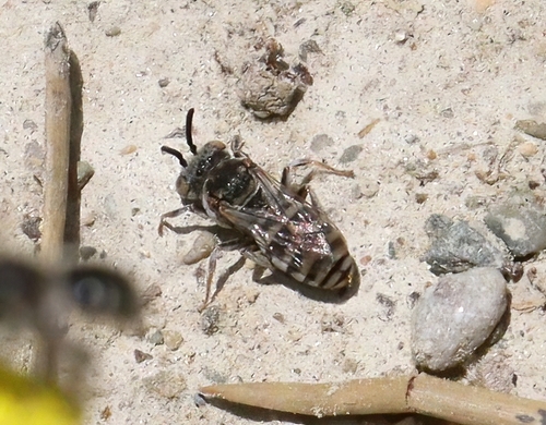 iNaturalist observation photo of Cellophane-cuckoo Bees