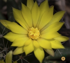 Mammillaria longimamma