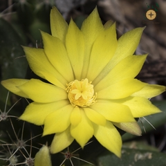 Mammillaria longimamma