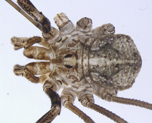 Phalangium minus