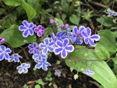 Omphalodes cappadocica