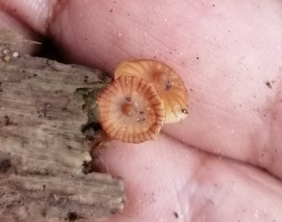 Galerina velutipes · April 2020 · photo: © heimatlos (iNaturalist, cc0)
