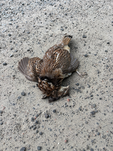 Ruffed Grouse