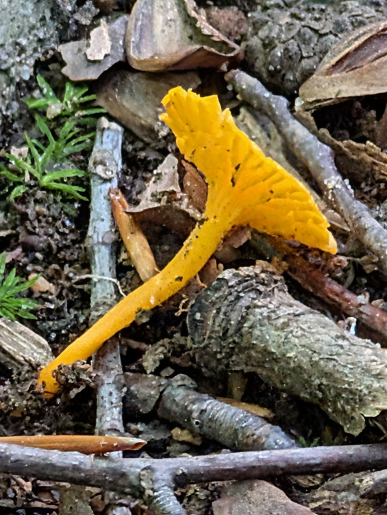Small Chanterelle · June 2026 · photo: Photo: no rights reserved · iNaturalist