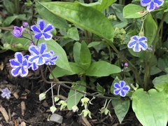 Omphalodes cappadocica