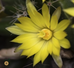 Mammillaria longimamma