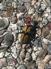 Tegrodera aloga