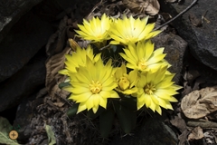 Mammillaria longimamma