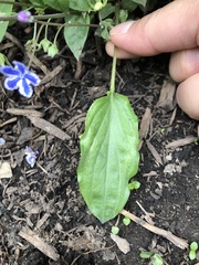 Omphalodes cappadocica