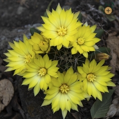 Mammillaria longimamma