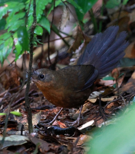 Slaty Bristlefront