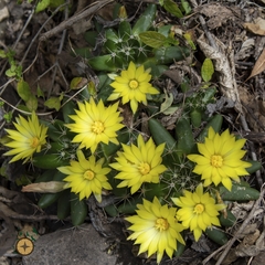 Mammillaria longimamma