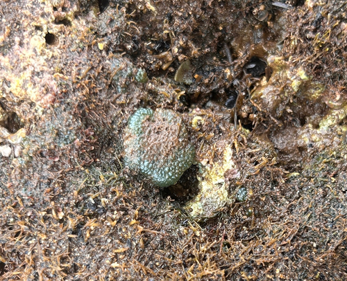 Dictyosphaeria versluysii observed 2026-06-04