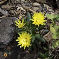 Mammillaria longimamma