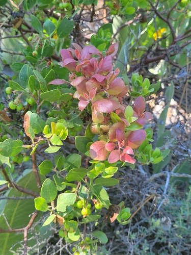 iNaturalist observation photo of Exobasidium