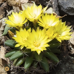 Mammillaria longimamma