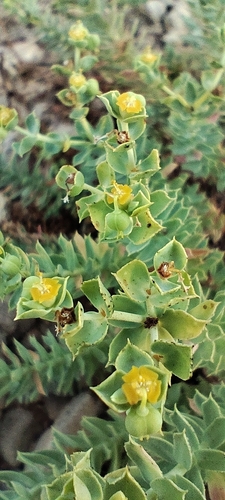 Euphorbia pithyusa, photograph 3