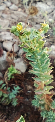 Euphorbia pithyusa, photograph 4