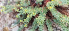 Euphorbia pithyusa, photograph (c) Santiago Martín-Bravo, some rights reserved (CC BY)