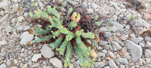 Euphorbia pithyusa, photograph 6